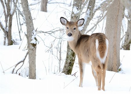 Whitetail deer yearling standing in the woods in winter snow. Stockbilder - Microstock & Abonnement, Bildnummer: 400-04243041