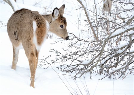 simsearch:400-04793517,k - Whitetail deer yearling standing in the woods in winter snow. Foto de stock - Super Valor sin royalties y Suscripción, Código: 400-04243042