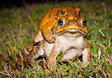 poisonous frog - Two cane toads (Bufo marinus) mating in the grass Photographie de stock - Aubaine LD & Abonnement, Code: 400-04243195