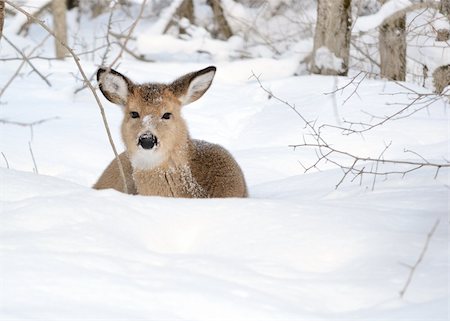 simsearch:400-04793517,k - Whitetail deer yearling bedded in the woods in winter snow. Foto de stock - Super Valor sin royalties y Suscripción, Código: 400-04243332