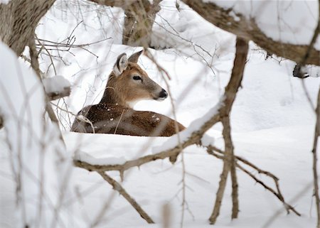 simsearch:400-04793517,k - Whitetail deer doe bedded in the woods in winter snow. Foto de stock - Super Valor sin royalties y Suscripción, Código: 400-04243333