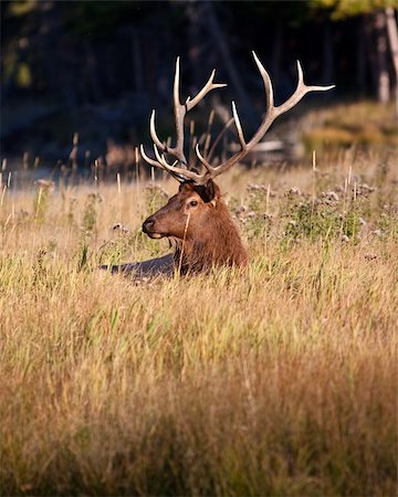 simsearch:400-05013206,k - Bull elk during fall in Yellowstone Stock Photo - Budget Royalty-Free & Subscription, Code: 400-04243379