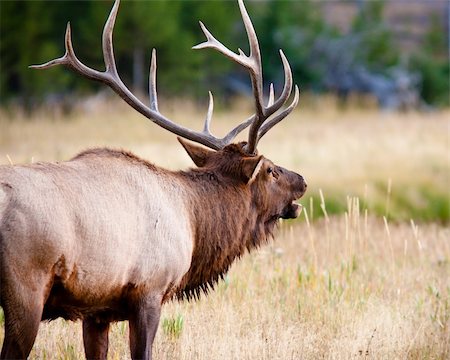 simsearch:400-05013206,k - Bull elk during fall in Yellowstone Stock Photo - Budget Royalty-Free & Subscription, Code: 400-04243380