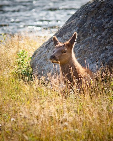 simsearch:400-05013206,k - Calf elk during fall in Yellowstone Stock Photo - Budget Royalty-Free & Subscription, Code: 400-04243381