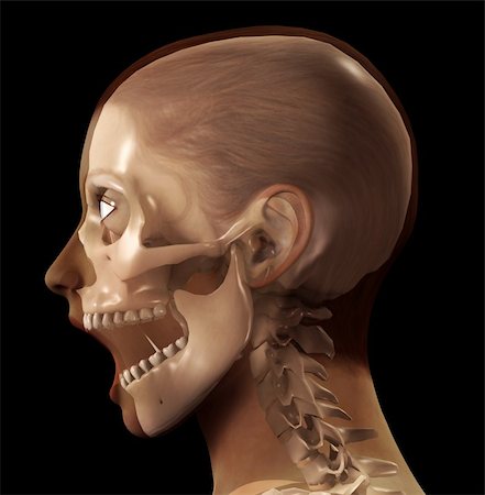A profile view of a see through female head. Stock Photo - Budget Royalty-Free & Subscription, Code: 400-04243393