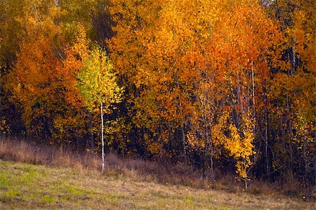 simsearch:400-05062341,k - Birch autumnal forest. Sun weather. Nature background. Foto de stock - Royalty-Free Super Valor e Assinatura, Número: 400-04243504
