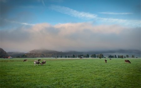 euter - An image of a nice bavarian scenery with cows Stockbilder - Microstock & Abonnement, Bildnummer: 400-04255156
