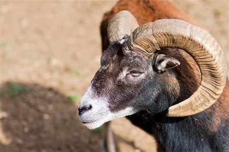 Headshot of a Big Horned Ram - with lot of copy space Stock Photo - Budget Royalty-Free & Subscription, Code: 400-04255474