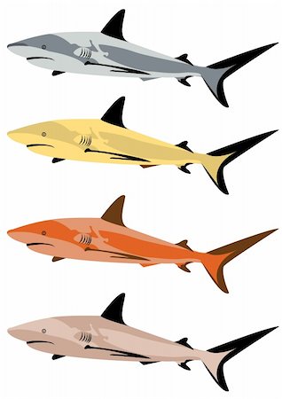 sea postcards vector - Vector illustration of a shark in four different colors Stock Photo - Budget Royalty-Free & Subscription, Code: 400-04255572