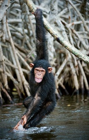 The kid plays. The kid of a chimpanzee hangs on a branch and plays with water, splashing on the parties. Stock Photo - Budget Royalty-Free & Subscription, Code: 400-04255626