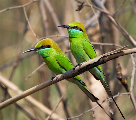simsearch:400-05069586,k - Green Bee-eaters, Merops orientalis, at Fort Bandhavgarh, Madya Pradesh, India.WILD. Foto de stock - Super Valor sin royalties y Suscripción, Código: 400-04255675