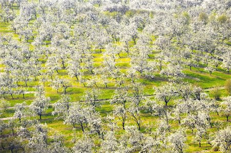 The plum trees blooming in spring Photographie de stock - Aubaine LD & Abonnement, Code: 400-04255705