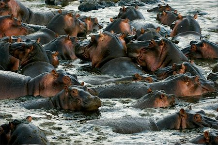 simsearch:400-07038920,k - The herd of hippopotamuses bathes. The big herd of hippopotamuses bathes in a close pond with rocky coast in the evening. Stock Photo - Budget Royalty-Free & Subscription, Code: 400-04255856