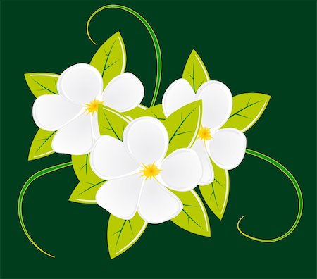 Bouquet of three white flowers. Vector illustration. Vector art in Adobe illustrator EPS format, compressed in a zip file. The different graphics are all on separate layers so they can easily be moved or edited individually. The document can be scaled to any size without loss of quality. Stock Photo - Budget Royalty-Free & Subscription, Code: 400-04255923