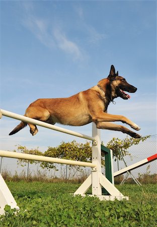 simsearch:400-06332758,k - purebred belgian sheepdgog malinois in a training of agility Photographie de stock - Aubaine LD & Abonnement, Code: 400-04255948