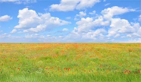 simsearch:400-07481137,k - field of red poppies and perfect blue sky Photographie de stock - Aubaine LD & Abonnement, Code: 400-04256191