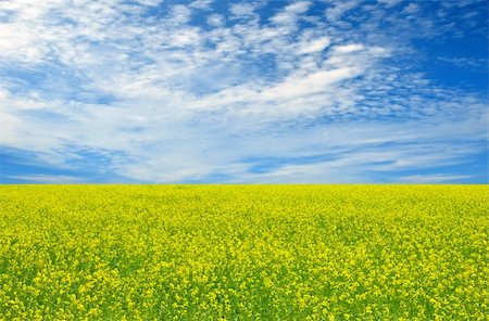 simsearch:400-08021784,k - Beautiful field of yellow flowers and perfect blue sky Foto de stock - Super Valor sin royalties y Suscripción, Código: 400-04256229