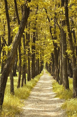 sun rays forest footpath images - Footpath in beautiful autumn forest Stock Photo - Budget Royalty-Free & Subscription, Code: 400-04256240