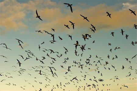 fou à pieds bleus - blue footed boobies fly at sunrise in bartolomew island, galapagos Photographie de stock - Aubaine LD & Abonnement, Code: 400-04256271