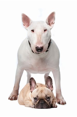 small to big dogs - A white bull terrier and a French bulldog on a white background Foto de stock - Super Valor sin royalties y Suscripción, Código: 400-04256358