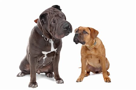 pea - Chinese Sharpei dog and a French mastiff puppy isolated on a white background Photographie de stock - Aubaine LD & Abonnement, Code: 400-04256361