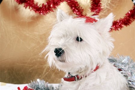 White puppy with christmas garland. Foto de stock - Super Valor sin royalties y Suscripción, Código: 400-04256658