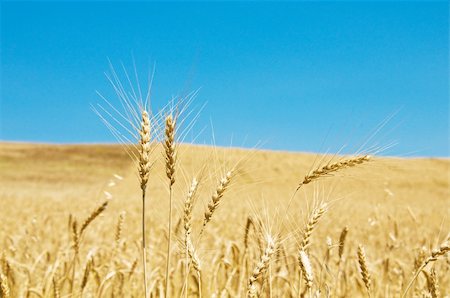 simsearch:400-06077674,k - Wheat field on the bright summer day Stock Photo - Budget Royalty-Free & Subscription, Code: 400-04256715