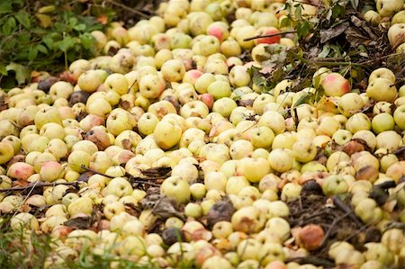 Compost Pile of Rotten Fruit Stock Photo - Budget Royalty-Free & Subscription, Code: 400-04256809