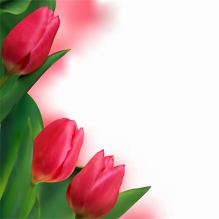 Tulip flowers forming an abstract border, isolated over white background with copy space. EPS 8 vector file included Stock Photo - Budget Royalty-Free & Subscription, Code: 400-04256851
