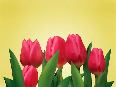 simsearch:400-04340566,k - Bunch of tulip flowers on the table. EPS 8 vector file included Stockbilder - Microstock & Abonnement, Bildnummer: 400-04257077