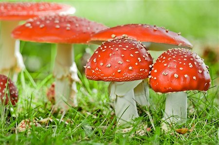 group of fly agaric in grassland Foto de stock - Super Valor sin royalties y Suscripción, Código: 400-04257087