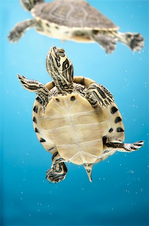 simsearch:400-08979403,k - a pet water turtle over blue backdrop Foto de stock - Royalty-Free Super Valor e Assinatura, Número: 400-04257094