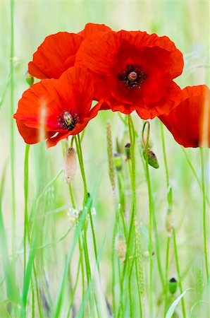 close-ups of Red Poppies with natural background Foto de stock - Super Valor sin royalties y Suscripción, Código: 400-04257092