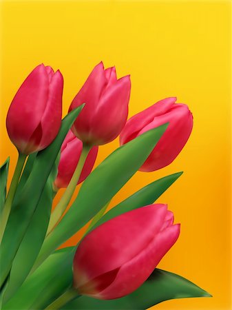 simsearch:400-04331190,k - Bouquet of tulips and as a background for post card. EPS 8 vector file included Stockbilder - Microstock & Abonnement, Bildnummer: 400-04257270