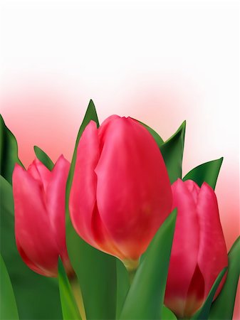 simsearch:400-04406240,k - Bouquet of the fresh tulips. EPS 8 vector file included Stock Photo - Budget Royalty-Free & Subscription, Code: 400-04257481