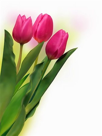 simsearch:400-04406240,k - Bouquet of the fresh tulips on white background. EPS 8 vector file included Stock Photo - Budget Royalty-Free & Subscription, Code: 400-04257510