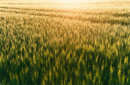 fields gold sunset - a detailed photo of a field at sunset time Stock Photo - Budget Royalty-Free & Subscription, Code: 400-04257547