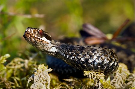 simsearch:400-03952226,k - The snake has accepted a menacing pose and is ready to a throw. Stock Photo - Budget Royalty-Free & Subscription, Code: 400-04257557