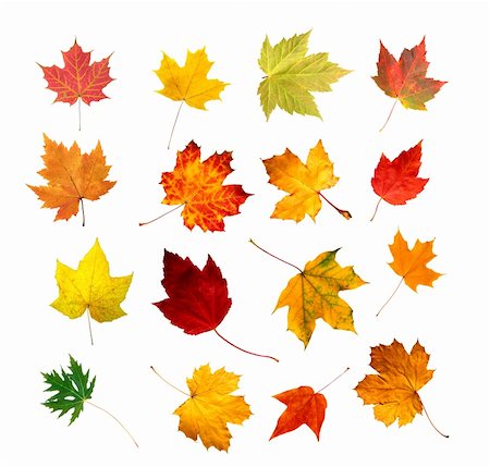 simsearch:400-07505799,k - collection beautiful colorful autumn leaves isolated on white background Stock Photo - Budget Royalty-Free & Subscription, Code: 400-04257626