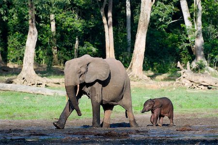 simsearch:400-06062920,k - The African Forest Elephant (Loxodonta cyclotis) is a forest dwelling elephant of the Congo Basin. Foto de stock - Super Valor sin royalties y Suscripción, Código: 400-04257674