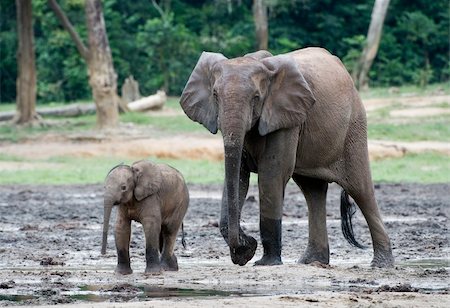 simsearch:400-03949532,k - The kid the elephant calf with mum. The African Forest Elephant (Loxodonta cyclotis) is a forest dwelling elephant of the Congo Basin. Fotografie stock - Microstock e Abbonamento, Codice: 400-04257775