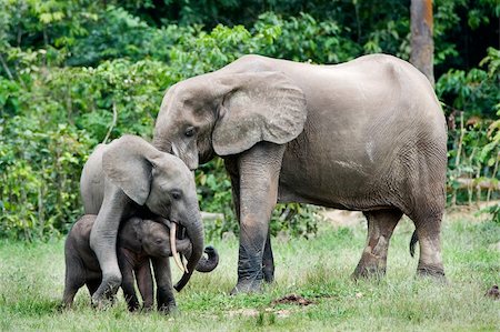 simsearch:400-03949532,k - Family of forest Elephants. The African Forest Elephant (Loxodonta cyclotis) is a forest dwelling elephant of the Congo Basin. Fotografie stock - Microstock e Abbonamento, Codice: 400-04257776