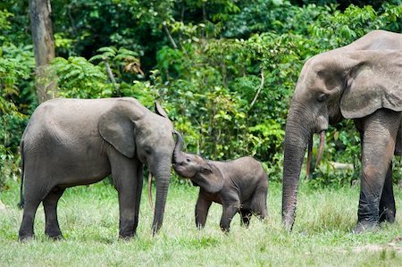 simsearch:400-04275319,k - Kiss to the sister. Family of forest Elephants. The African Forest Elephant (Loxodonta cyclotis) is a forest dwelling elephant of the Congo Basin. Foto de stock - Super Valor sin royalties y Suscripción, Código: 400-04257777