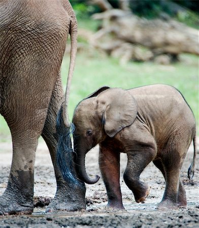 simsearch:862-03889845,k - The kid the elephant calf with mum. The African Forest Elephant (Loxodonta cyclotis) is a forest dwelling elephant of the Congo Basin. Stock Photo - Budget Royalty-Free & Subscription, Code: 400-04257778