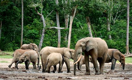 simsearch:400-04226098,k - The African Forest Elephant (Loxodonta cyclotis) is a forest dwelling elephant of the Congo Basin. Stock Photo - Budget Royalty-Free & Subscription, Code: 400-04257780
