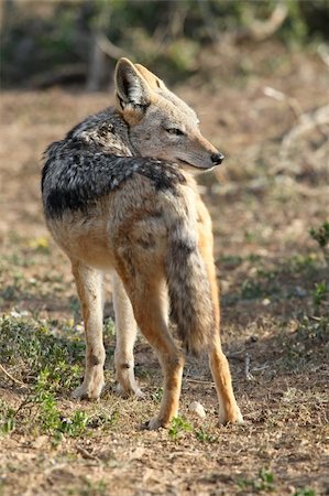 Black Backed Jackal with beautiful fur looking back Stock Photo - Budget Royalty-Free & Subscription, Code: 400-04257838