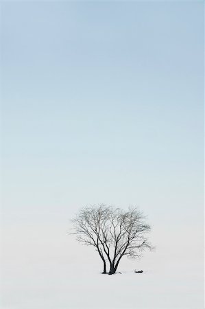 solitaire - Single tree in winter landscape Stock Photo - Budget Royalty-Free & Subscription, Code: 400-04258139