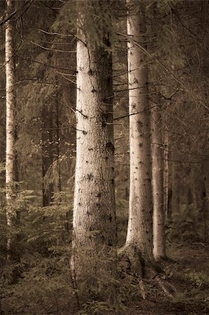 simsearch:400-04135705,k - Big spruce trees in  sepia forest in evening light Foto de stock - Royalty-Free Super Valor e Assinatura, Número: 400-04258158