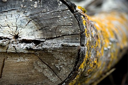 simsearch:400-07619334,k - Close up of dry old log with yellow fungus Stock Photo - Budget Royalty-Free & Subscription, Code: 400-04258164