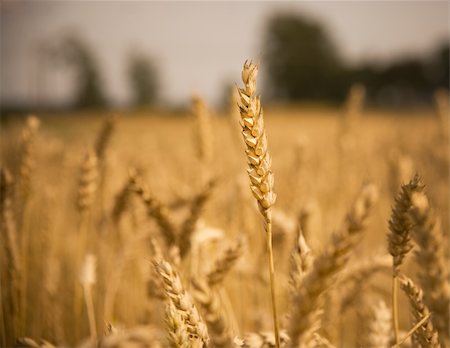 simsearch:400-04592004,k - close-up of stalk of wheat in a field Foto de stock - Royalty-Free Super Valor e Assinatura, Número: 400-04258168